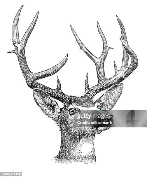 old engraved illustration of head of mule-deer - 角 ストックフォトと画像