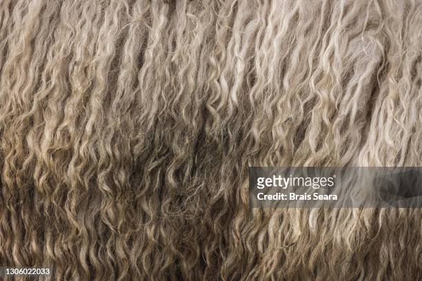 sheep wool close detail - merino sheep stock pictures, royalty-free photos & images