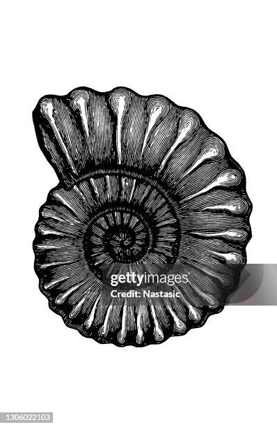 ammoniten ,schloenbachia varicosa - sea urchin stock-grafiken, -clipart, -cartoons und -symbole