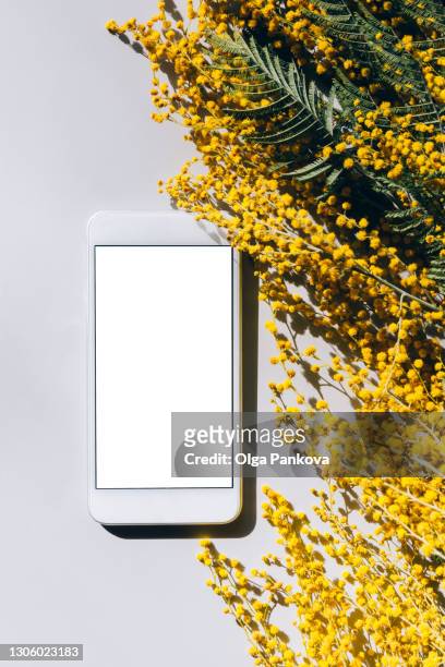 mockup, phone with white screen next to yellow mimosa flowers on gray background. springtime concept. - mimosa bildbanksfoton och bilder