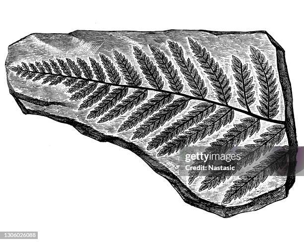 ilustraciones, imágenes clip art, dibujos animados e iconos de stock de planta fósil, pecopteris dentata - plant fossil