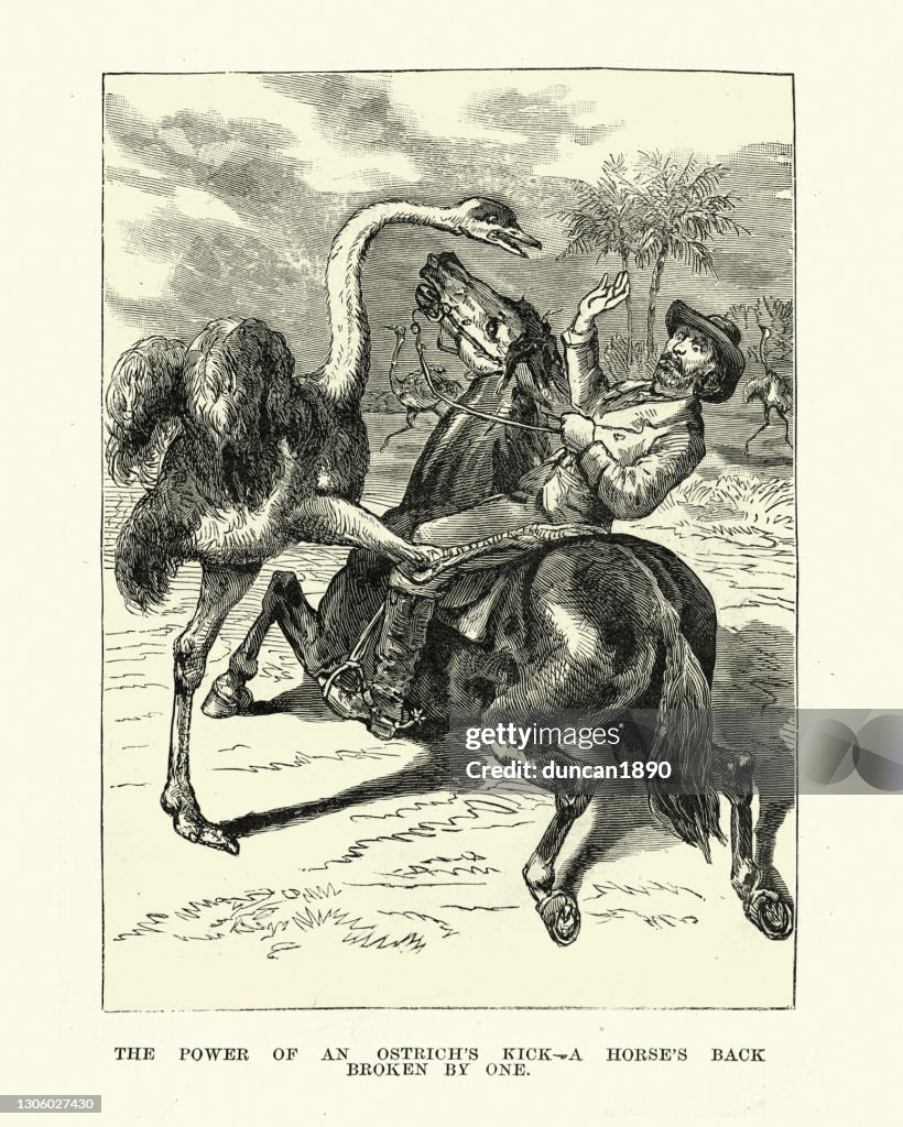 Ostrich breaking a horse's back with one kick, 19th Century