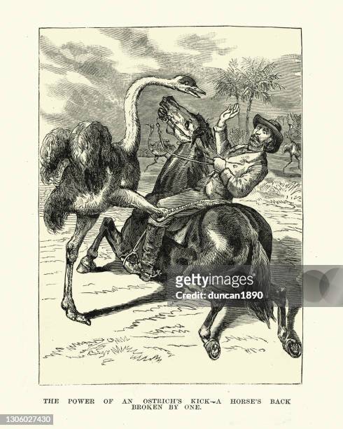 ostrich breaking a horse's back with one kick, 19th century - ostrich stock illustrations