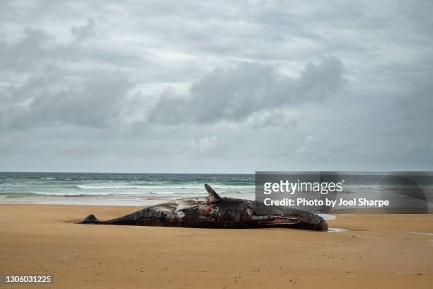 a dead sperm whale washed up on beach - ballena cachalote fotografías e imágenes de stock