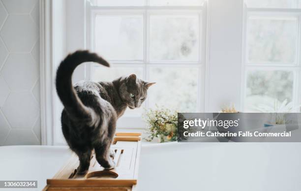 grey cat stands on a bath caddy and glances over her shoulder - russian blue cat stock pictures, royalty-free photos & images