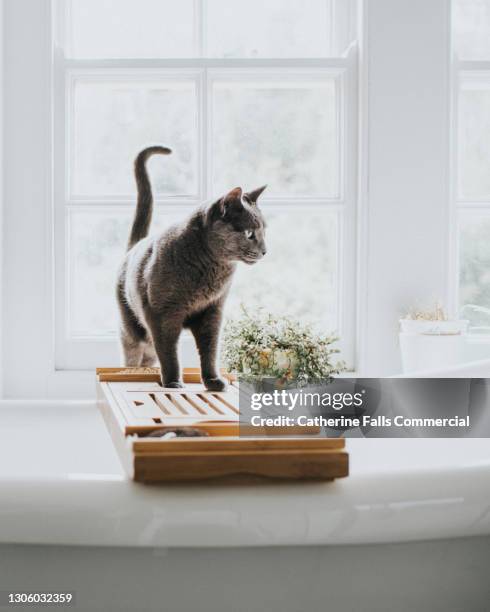 grey cat stands on a bath caddy in a bright white bathroom - cat bath stock pictures, royalty-free photos & images