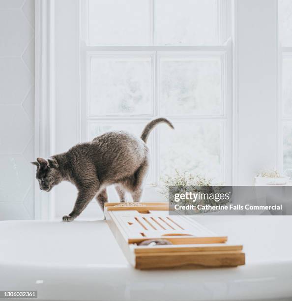 grey cat balances on the side of a white bathtub in a bright bathroom - russian blue cat stock pictures, royalty-free photos & images