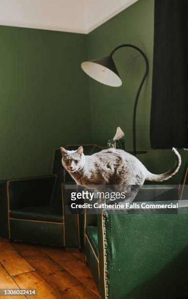 grey cat balancing on the arm of a green armchair - cat jump stockfoto's en -beelden