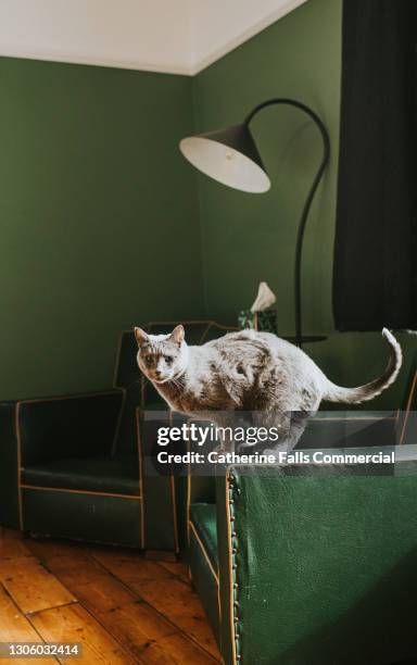 grey cat balancing on the arm of a green armchair - cat jump stock pictures, royalty-free photos & images