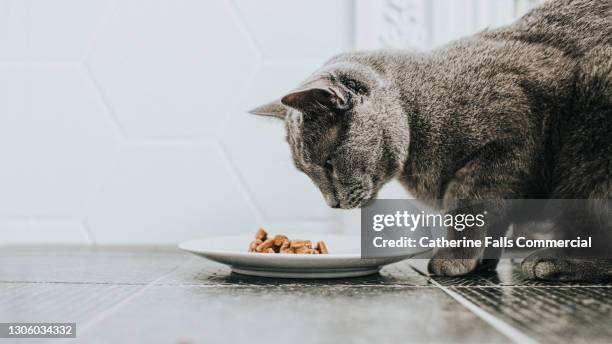 a grey cat eating a small plate of wet cat food - feeding foto e immagini stock