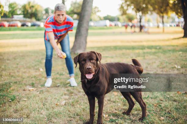 portrait of a beautiful labrador playing with his owner - dog park stock pictures, royalty-free photos & images