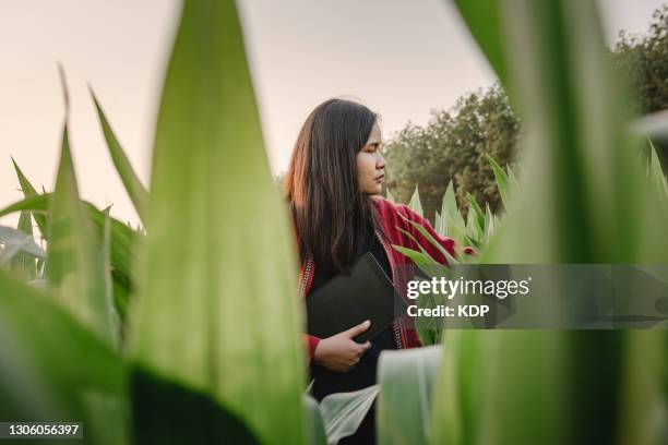 portrait of woman farmer with digital tablet while observing plant disease research at corn field. - green economy foto e immagini stock