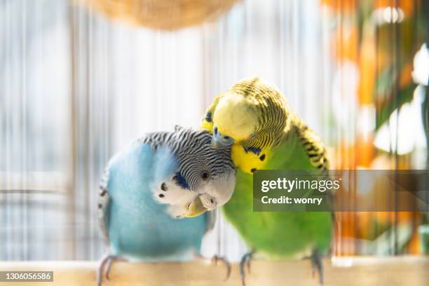 twee grasparkieten - kooi stockfoto's en -beelden