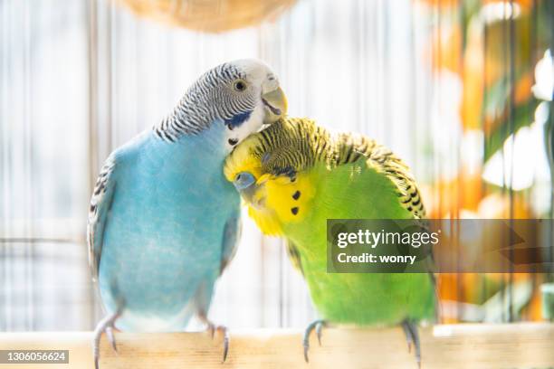 dos budgerigars preening - parakeet fotografías e imágenes de stock