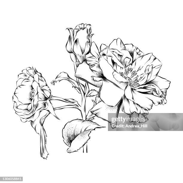 miniature rose vector ink drawing. vector eps10 illustration - pencil drawing stock illustrations