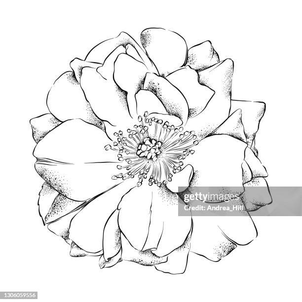 wild rose flower ink drawing. vector eps10 illustration - pen and ink stock illustrations