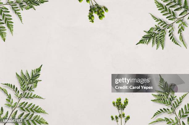 green leaves frame in white.space for copy - flower frame border stock pictures, royalty-free photos & images