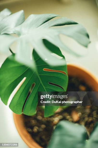 monstera deliciosa leaves - cheese plant stock pictures, royalty-free photos & images