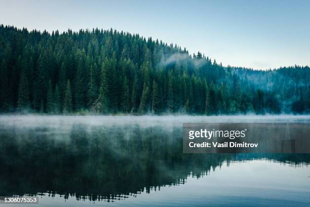 nebbia mattutina su un bellissimo lago circondato da una foto d'archivio della pineta - foresta foto e immagini stock