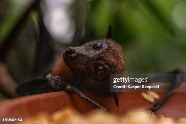 Vampire Bat Photos and Premium High Res Pictures - Getty Images