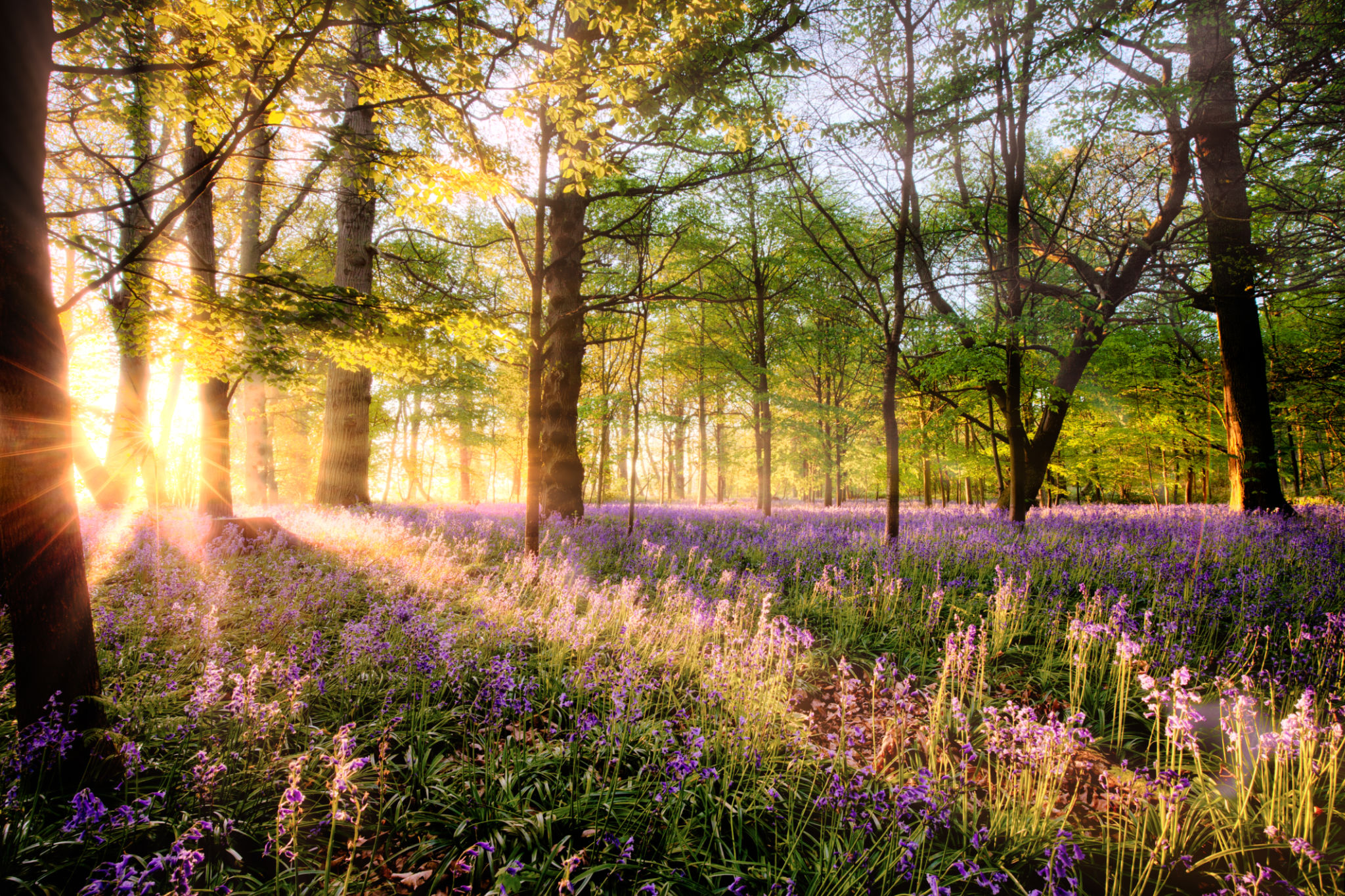 Norfolk landscape