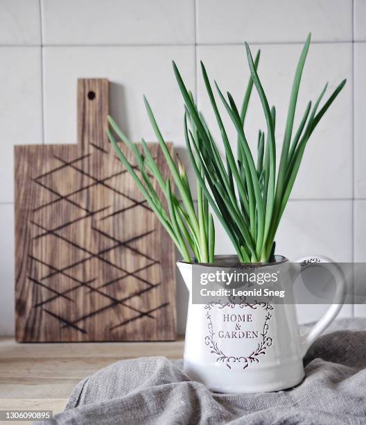 food photography in bright kitchen interior with still life of white jug front view with sprouted onion and a wooden board in the background - chive stock pictures, royalty-free photos & images