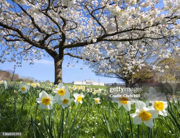 stormont grounds in spring, belfast, northern ireland - stormont belfast stock pictures, royalty-free photos & images