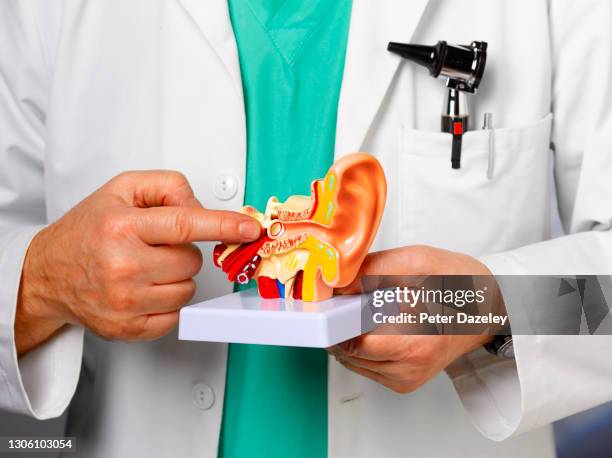 surgeon with model of the ear - inner ear stock pictures, royalty-free photos & images