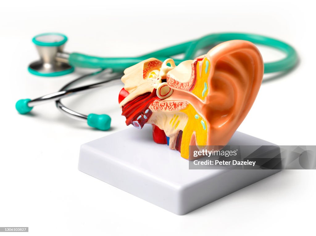 Teaching aid - model of the human ear