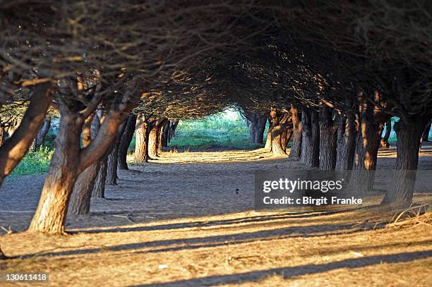 tunnel of trees - ramatuelle stockfoto's en -beelden