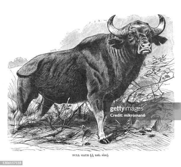 old engraved illustration of a gaur or indian bison bull, cattle - boeuf sauvage photos et images de collection