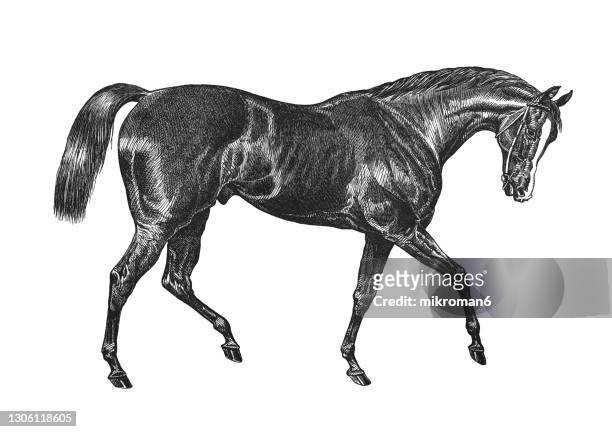 old engraved illustration of the horses, english racehorse, doncaster - horse tail stock pictures, royalty-free photos & images
