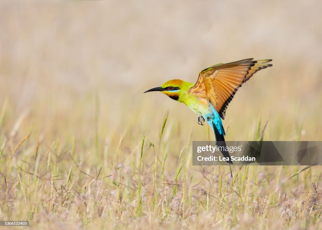 Rainbow Bee-eater in flight #3