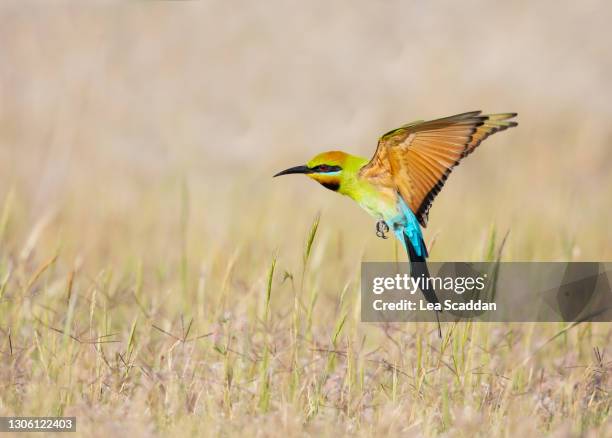 rainbow bee-eater in flight #3 - bee eater stock pictures, royalty-free photos & images