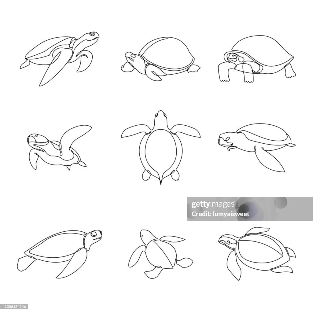 Continuous Line Turtle Continuous Line Turtle Set High-Res Vector Graphic - Getty Images