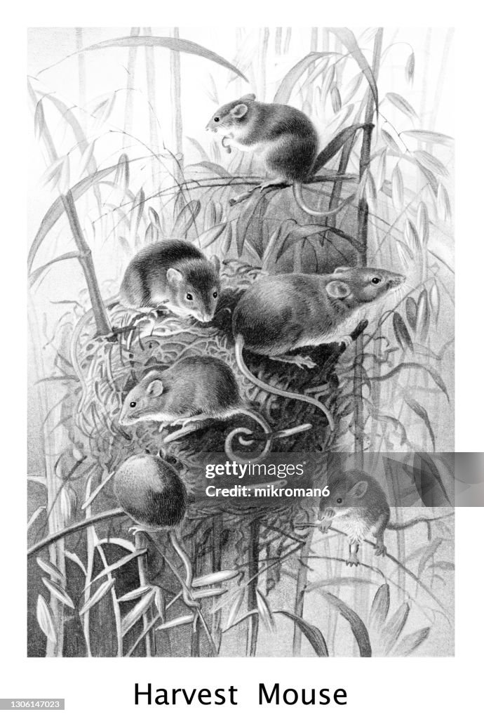 Old chromolithograph illustration of The harvest mouse (Micromys minutus)