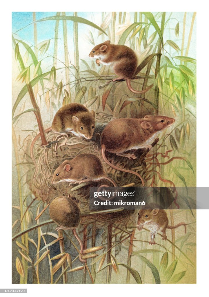 Old chromolithograph illustration of The harvest mouse (Micromys minutus)