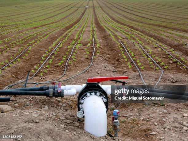 field irrigated by drip irrigation - murcia stock pictures, royalty-free photos & images
