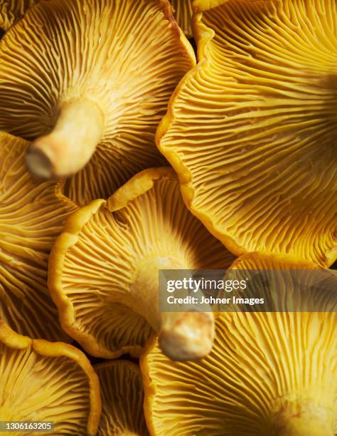 close-up of chanterelles - speisepilz gemüse stock-fotos und bilder