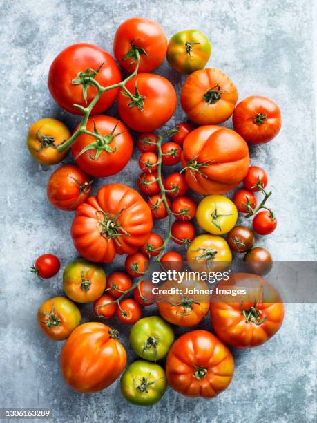 view of colorful tomatoes - tomat bildbanksfoton och bilder