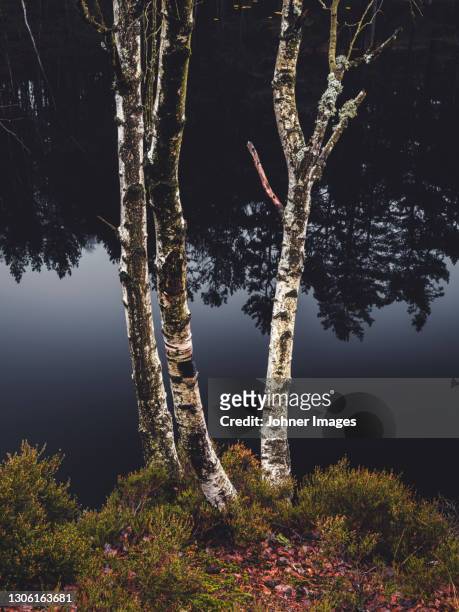 birch trees at water - västra götaland county stock-fotos und bilder