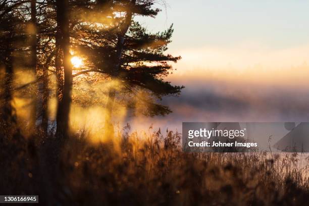 sun rising behind tree - västra götaland county photos et images de collection