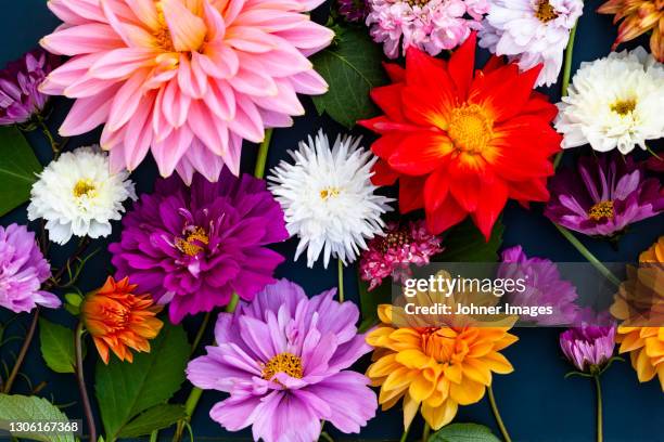colorful dahlias - flower multicolor stockfoto's en -beelden