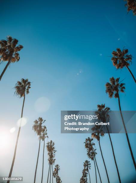 california palm trees - los ángeles photos et images de collection