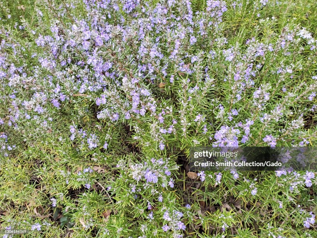 Rosemary Bush