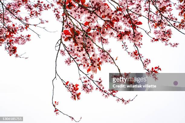 full bloom pink cherry blossoms or sakura flower tree isolated on white background. - linda rama fotografías e imágenes de stock
