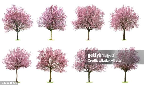 full bloom pink cherry blossoms or sakura flower tree isolated on white background. - cerezos en flor fotografías e imágenes de stock