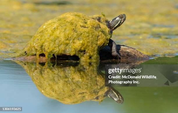 eastern painted turtle - eastern painted turtle stock pictures, royalty-free photos & images