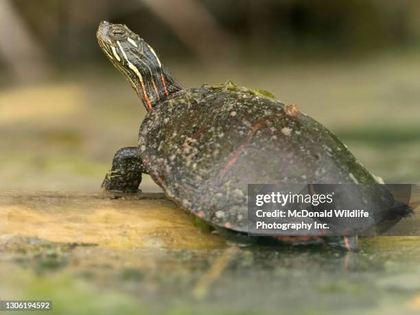 eastern painted turtle - eastern painted turtle stock pictures, royalty-free photos & images