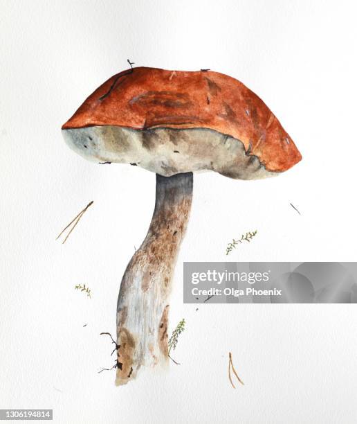 hand drawn watercolor raw forest aspen mushroom are on white paper. orange cap boletus, edible fungus. - botanical hand drawn foto e immagini stock